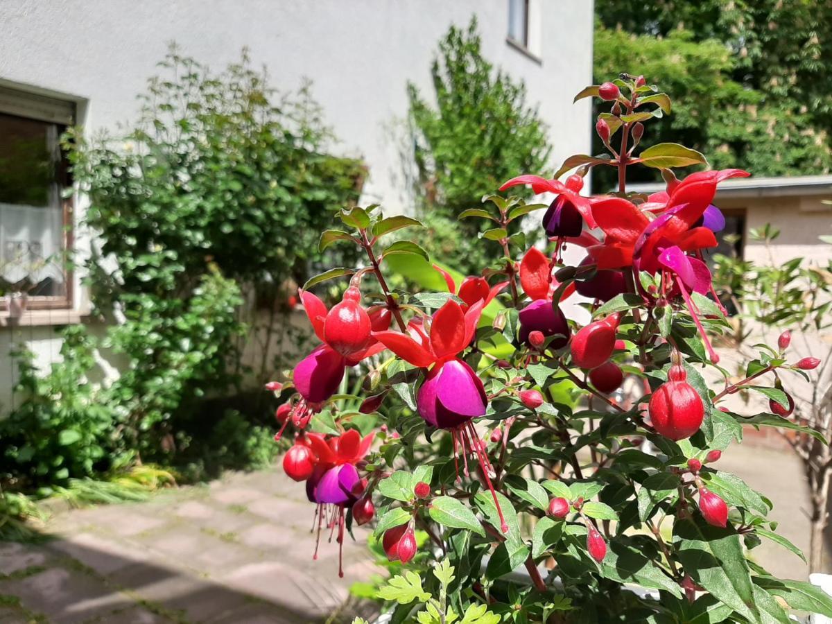 Fewo Rosenbluete Am Stadtpark Wittenberg Extérieur photo